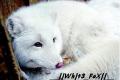 WhiTe FoX