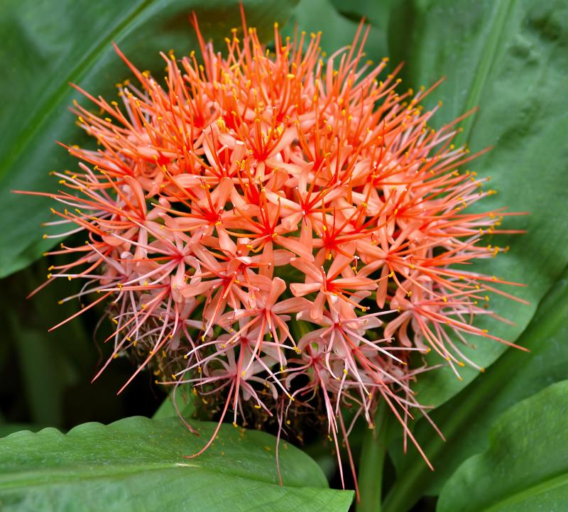 Scadoxus