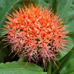 Scadoxus