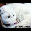 WhiTe FoX