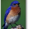 BlueBirds